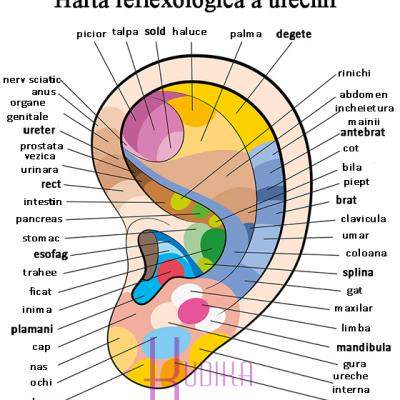 Harta NEVAZUTA a URECHII: zonele reflexogene pe care le folosesc si medicii
