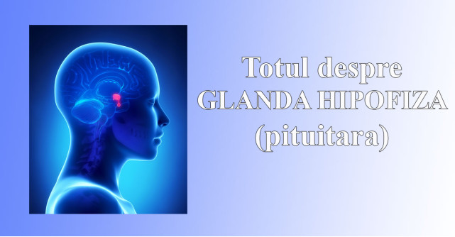 Glanda hipofiza si rolul ei in organism