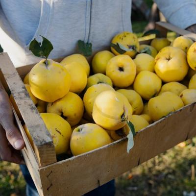 Savoarea toamnei în borcan:  Cum să obții gemul de gutui perfect, auriu și catifelat