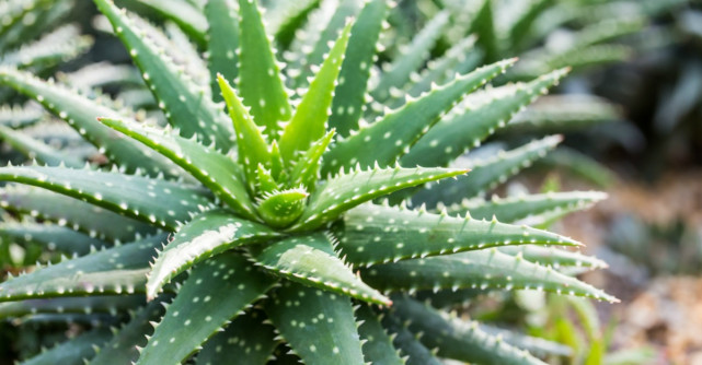 Multi au uitat de ea, insa aceasta planta are efecte miraculoase asupra sanatatii