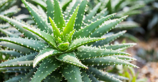 Multi au uitat de ea, insa aceasta planta are efecte miraculoase asupra sanatatii