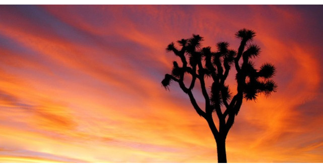 Copacul singur din desert, o pilda despre viata