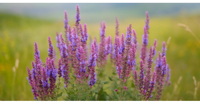 Puterea vindecatoare a salviei. Cum o folosesti ca sa tratezi diverse afectiuni