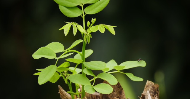 Vibratia saptamanii: RENAȘTERE și DETERMINARE