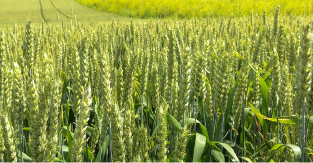 Mondelez International extinde programul pentru grâu sustenabil, pentru a acoperi  100% portofoliul european de biscuiți