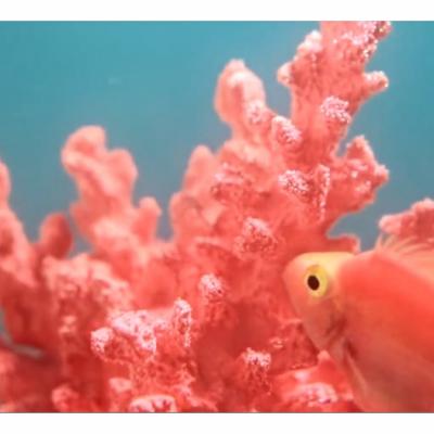 Coralul viu – culoarea anului 2019! Uite ce reprezintă!