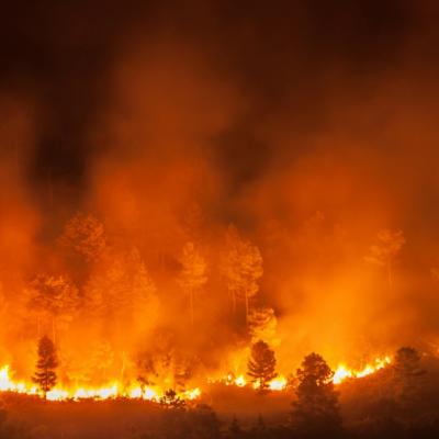 24 de oameni și un MILIARD de animale au murit în incendiile din Australia 