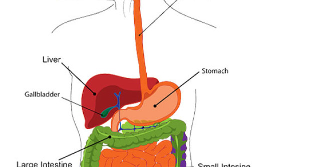 De ce te ingrasi. Afla raspunsul aici si scapa de curele de slabire