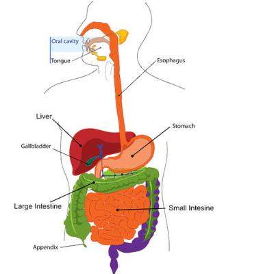 De ce te ingrasi. Afla raspunsul aici si scapa de curele de slabire