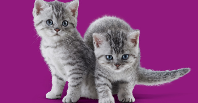 45% dintre gospodăriile din România au în grijă pisici