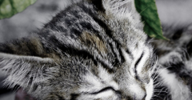 Video: Cum canta o pisicuta opera?