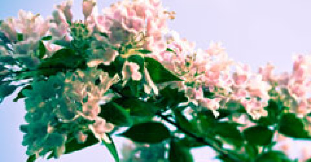 Terapia ca un mod de viata