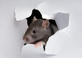 Soluții profesionale pentru eliminarea șobolanilor: eficiență și siguranță