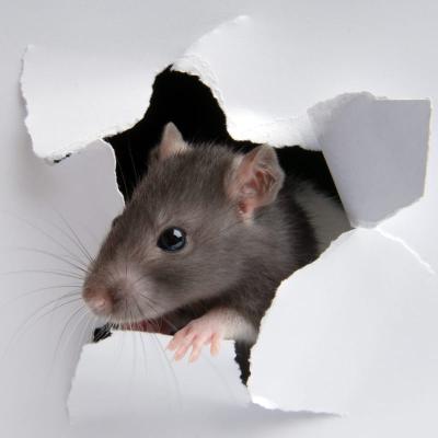 Soluții profesionale pentru eliminarea șobolanilor: eficiență și siguranță