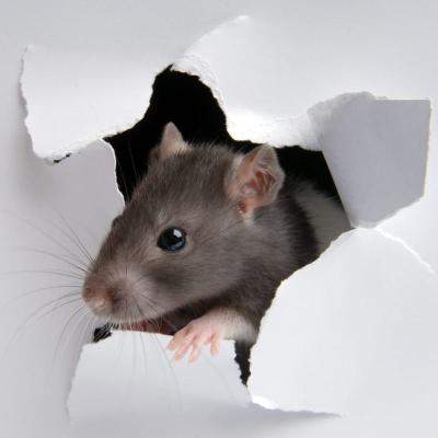 Soluții profesionale pentru eliminarea șobolanilor: eficiență și siguranță