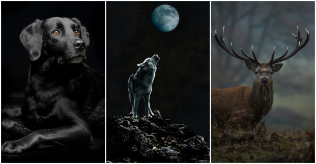 Alege un animal din imaginile de mai jos și află ce spune asta despre tine