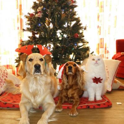 Ai un animal de companie? Iata ce nu ar trebui sa ii lipseasca!