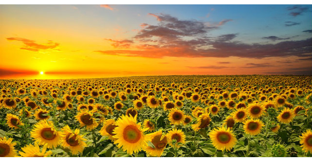 Floarea-Soarelui. Beneficiile INCREDIBILE ale acestei plante