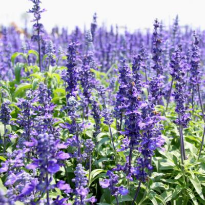 Iarba sfanta, remediul pomenit in Biblie, care vindeca ranile, calmeaza durerea si detoxifiaza