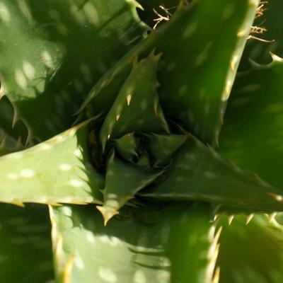 Aloe vera: Efecte miraculoase asupra sanatatii