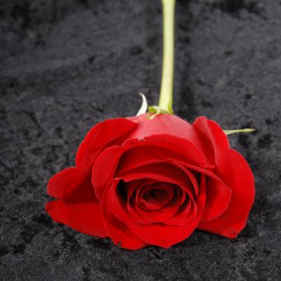 Gabriel Garcia Marquez: Douasprezece povestiri calatoare