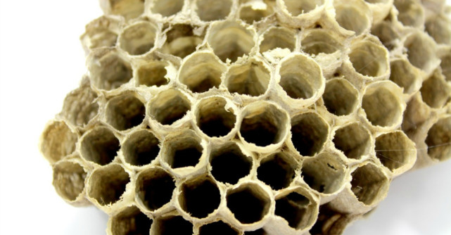 Cum trebuie consumat, de fapt, propolisul pentru un efect rapid