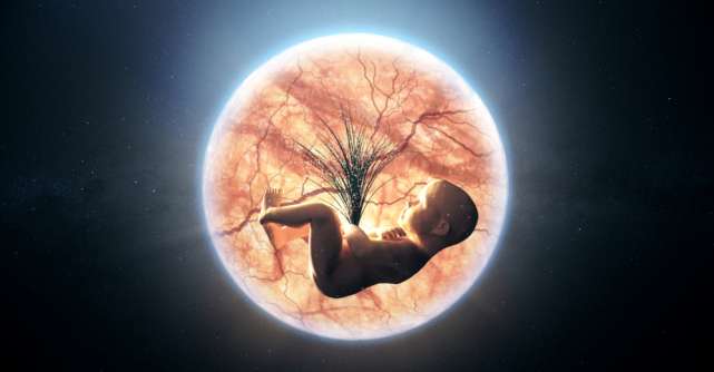Embrionul uman, acest miracol al evoluției