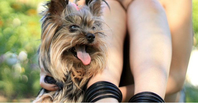 Te gandesti sa adopti un catel? Corpul tau iti va multumi