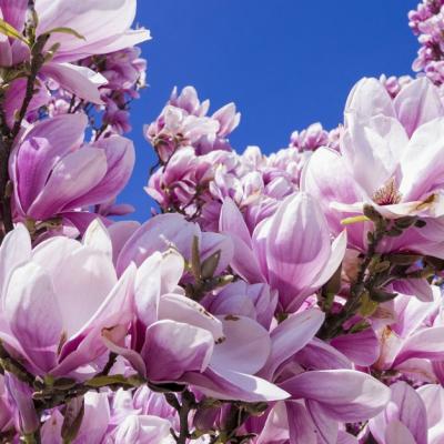 Flori de primavara: toate florile zilelor de maine cresc din semintele zilei de azi!