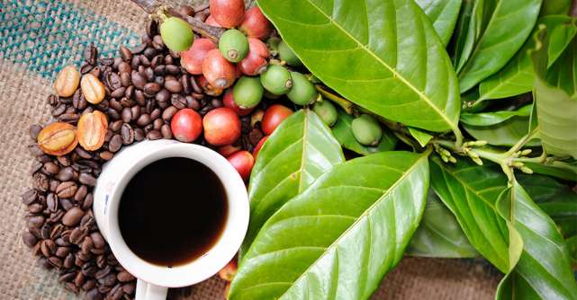 7 curiozități despre cafea - una dintre cele mai populare băuturi din lume, după apă
