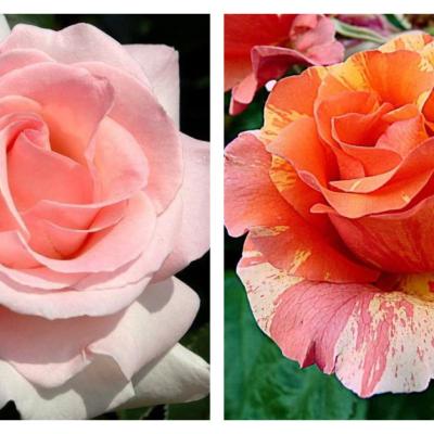 Top 10 cei mai frumoși trandafiri franțuzești