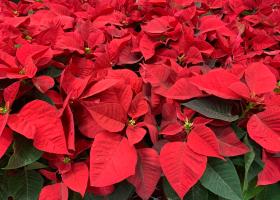 Crăciunița - Cum să ai grijă de floarea Crăciunului