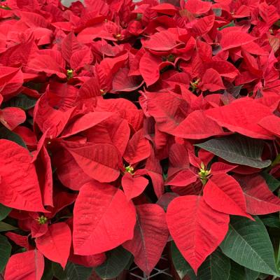 Crăciunița - Cum să ai grijă de floarea Crăciunului