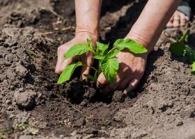 Legume de primăvară și legume timpurii - ghid complet pentru grădinari