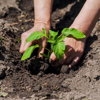 Legume de primăvară și legume timpurii - ghid complet pentru grădinari