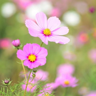 O colectie speciala cu urari de Florii