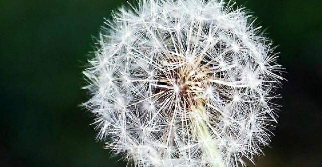 10 Beneficii incredibile ale Papadiei