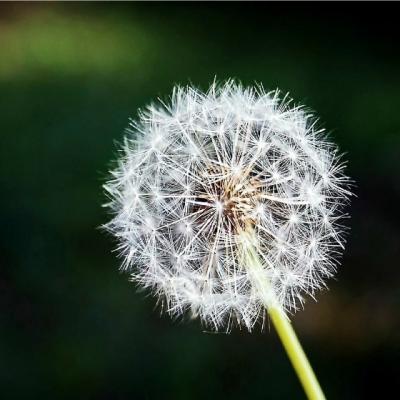 10 Beneficii incredibile ale Papadiei