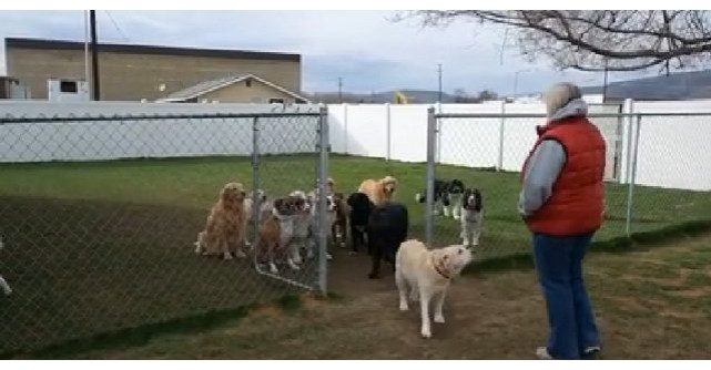 Video: Duce toti cateii intr-un tarc. Acum uite ce se intampla. Am ras cu lacrimi 