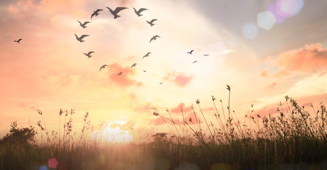 Vibratia saptamanii: EVOLUȚIE și DETERMINARE