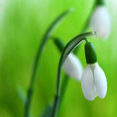 Test: Ce martisor ti se potriveste? 