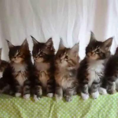 Video: 7 Pisicute si toate dragalase. Viralul care iti va aduce zambetul buze