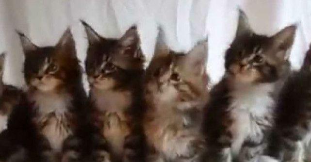 Video: 7 Pisicute si toate dragalase. Viralul care iti va aduce zambetul buze