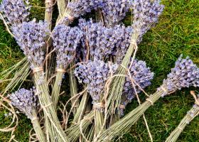 Lavanda, aurul mov din grădină: Ghid complet pentru recoltarea, uscarea și utilizarea lavandei în casă