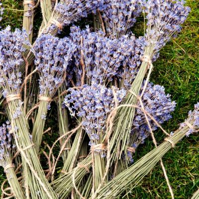 Lavanda, aurul mov din grădină: Ghid complet pentru recoltarea, uscarea și utilizarea lavandei în casă