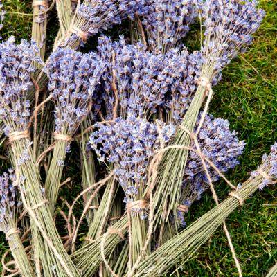 Lavanda, aurul mov din grădină: Ghid complet pentru recoltarea, uscarea și utilizarea lavandei în casă