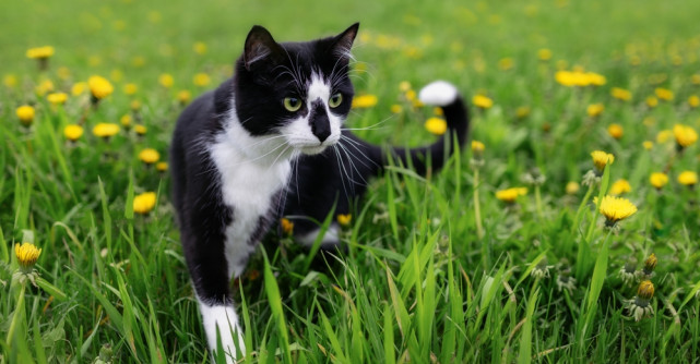 Legenda celtică a pisicilor cu blănița alb cu negru