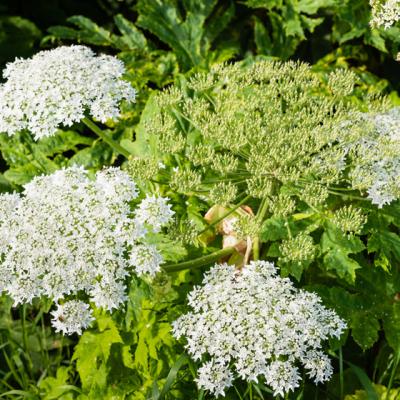 Branca Ursului sau Planta Dragostei - un miracol medicinal