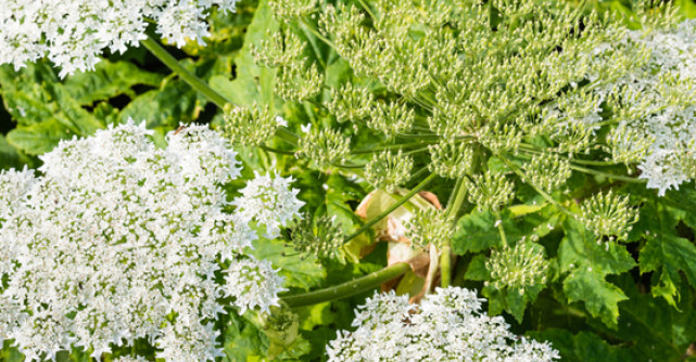 Branca Ursului sau Planta Dragostei - un miracol medicinal