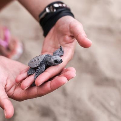 Ziua Mondiala a Veganismului